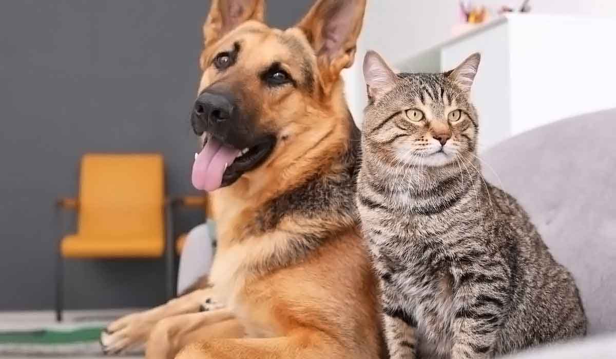 ddos攻击器安卓ios下载