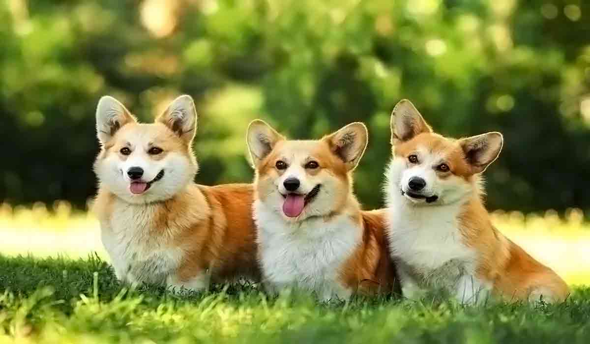 免费ddos在线攻击测试网站