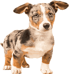 兑换平台正版的ddos攻击ip软件下载