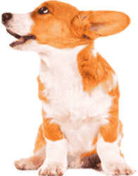 网页DDOS攻击平台